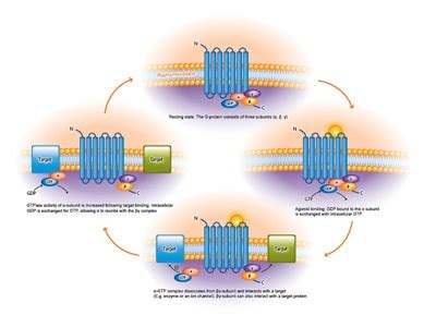 G-protein coupled receptors (GPCR) @ a glance