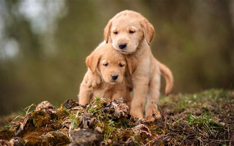 Download wallpapers golden retriever, small puppies, couple, cute ...