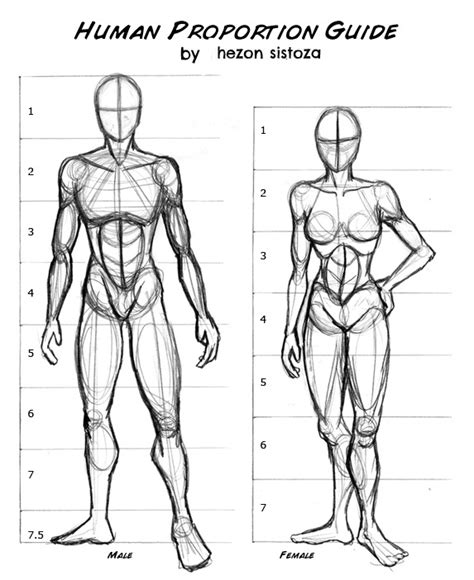 Human body proportions – Artofit