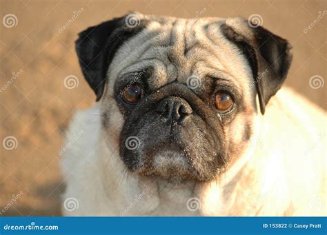 Pugsley stock photo. Image of mans, beach, animal, domestic - 153822