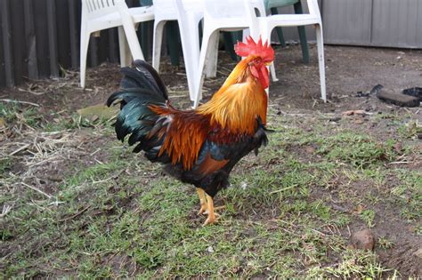 Red Jungle Fowl? | BackYard Chickens