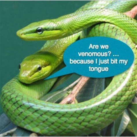 A snake joke I can laugh to. Funny Animal Quotes, Funny Animals, Funny Memes, Hilarious, Jokes ...