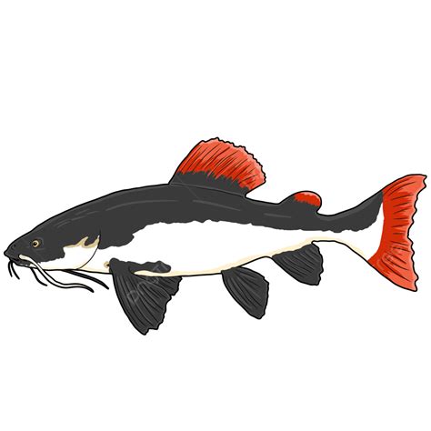 Red Tail Catfish Png Vector Psd And Clipart With Tran - vrogue.co