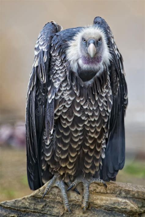 Isolated Vulture, Buzzard Looking At You Stock Image - Image of wing ... | Vulture, Pet birds ...