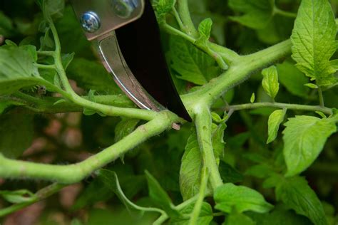 How to Prune Tomato Plants