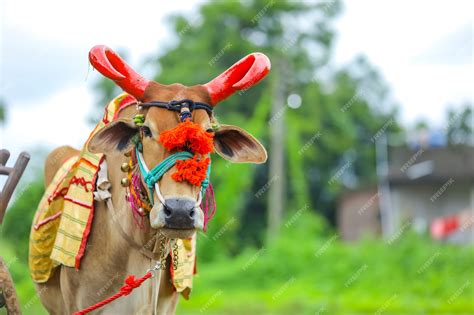 Premium Photo | Indian pola festival , Pola is a festival respecting bulls and oxen