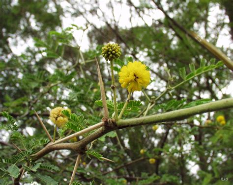 Vachellia nilotica - Tropical Forages