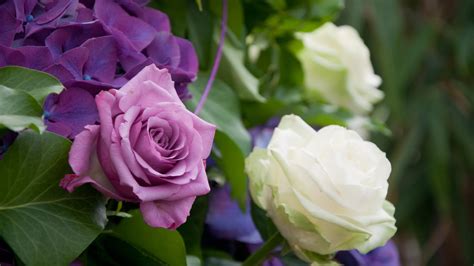 Shallow focus photography of purple and white roses HD wallpaper | Wallpaper Flare