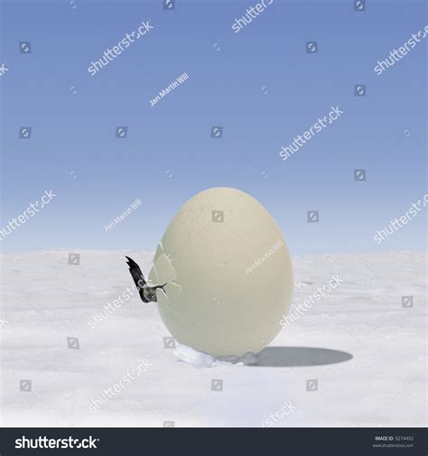 Penguin Baby Hatching Stock Photo 9274492 - Shutterstock