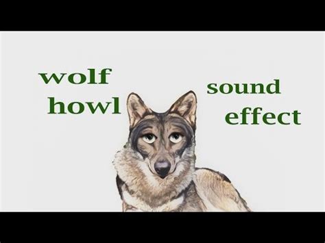 Cartoon Wolf Howling Sound Effect : Wolf Howling At Moon Sound Effect ...