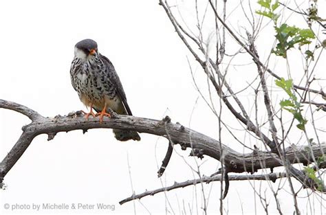 Amur Falcon - female - China | Bird, Eagles, Falcon