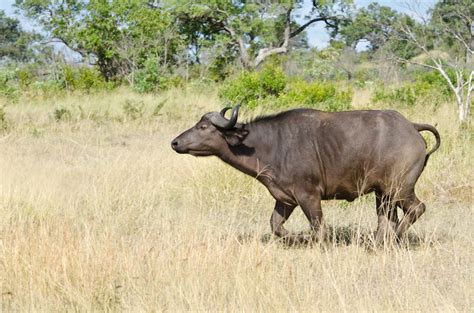 the lions take on a herd of buffalo and lose! | Sabi Sabi Private Game ...