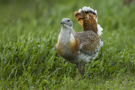 Great Bustard | BirdNote