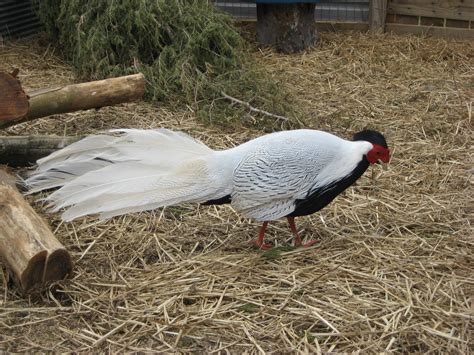 Pheasant Hatching Eggs: Poultry | eBay | Pheasant eggs, Hatching eggs ...