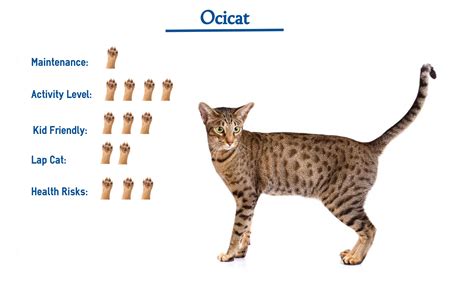 Ocicat Cat Breed… Everything You Need to Know at a Glance!