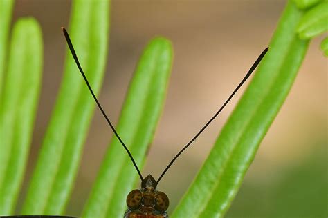 Butterflies of Singapore: The Butterfly Antennae