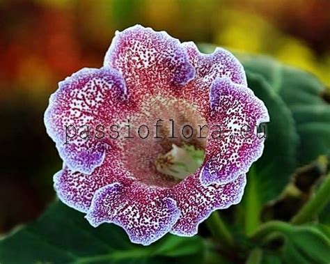 Gloxinia seeds - PF-Oasis - PassioFlora.eu - Beautiful and rare ...