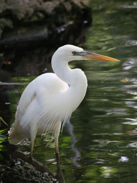 Free photo: Great White Heron - Bird, Food, Great - Free Download - Jooinn