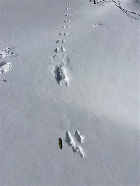 Red Squirrel Tracks In Snow