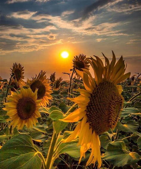 Sunflowers' fields 🌻 ~ Ukraine Photo @marinatrygub | Sunflower field ...