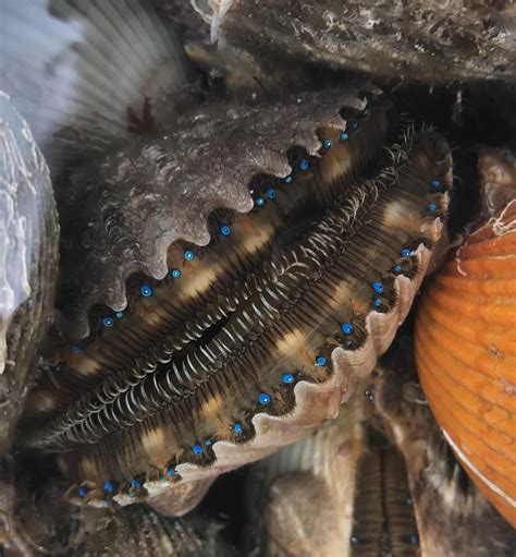 🔥 Beautiful Eyes of a Scallop Caught in Crystal River, Florida 🔥 ...