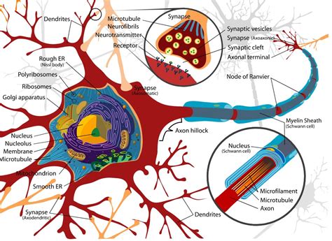 Dorsal Root Ganglion Facts | Location, Structure, Histology & Development