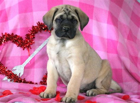 English Mastiff Puppies For Sale | Seattle, WA #271490