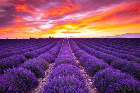 Lavanda al atardecer | Lavender fields france, Scenery, Lavender fields