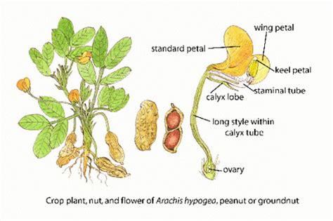 groundnut ©FAO/Guida Joseph | Floral diagrams of pollinator … | Flickr