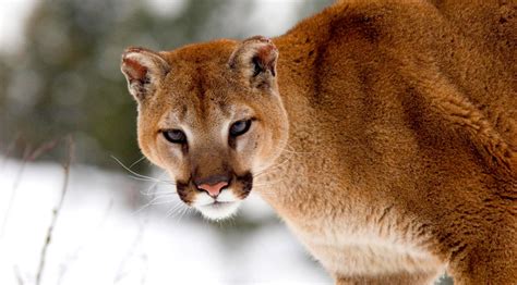 Extinct Eastern Cougar No Longer Needs U.S. Protection | Wildlife Untamed