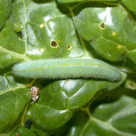 Cabbage White Butterflies, Caterpillars, Chrysalis Photos : Gardens With Wings