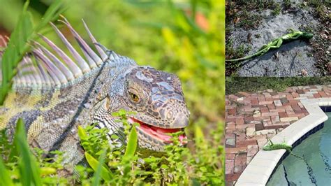 Can iguanas live in cold weather? Reptiles fall in Florida on Christmas ...