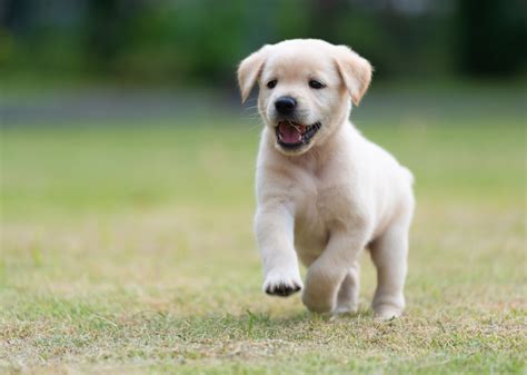 When Do Puppies Start Walking? — K&H Pet Products