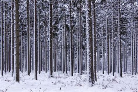 Climate/Annual Graphs - Coniferous Forest