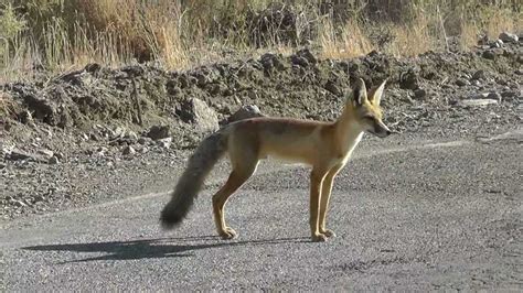 San Joaquin Kit Fox in Panoche Valley, California - YouTube