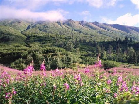 Alaska Hiking Trails | Best Alaska Hiking Trails near the Drifter’s Lodge