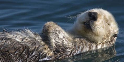 What types of plants and animals live in an estuary?