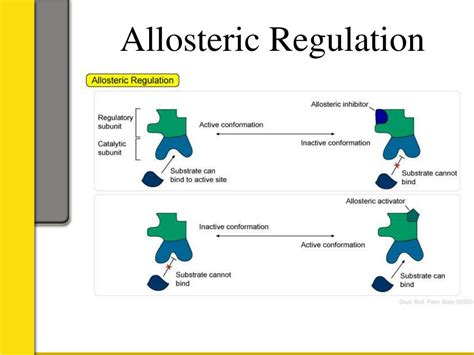 PPT - Enzymes, Regulation, And Inhibition By Nic Oliver And Jamie Gephart PowerPoint ...