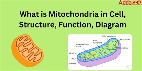 Mitochondria Diagram, Function, Structure for Class 9