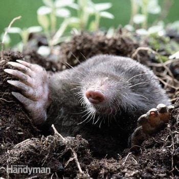 How to Trap Moles (DIY) | Family Handyman