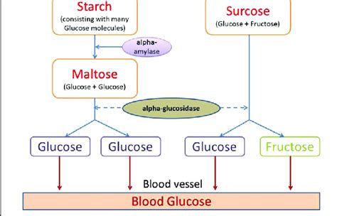 starch hydrolysis products