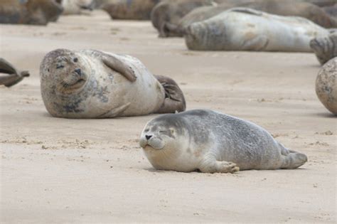 Seals, Blakeney Point, Norfolk | John Sargent | Flickr