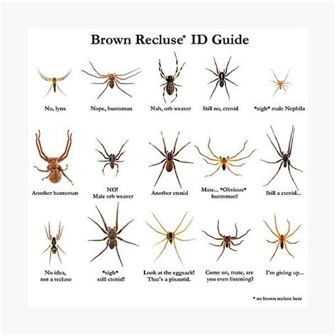 Brown Recluse ID Guide Photographic Print by ArthroLove in 2022 | Brown ...