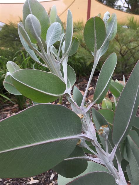 Eucalyptus tertagona. Now known as Eucalyptus pleurocarpa. A mallee ...