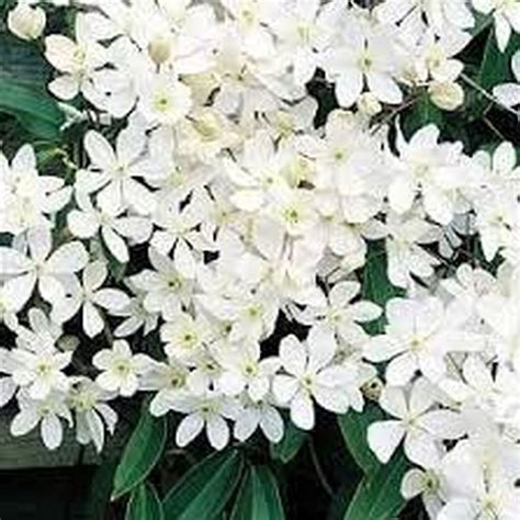 Clematis Armandii Little White - Climbing Plants - Busy Bee Garden Centre