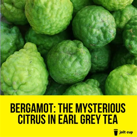 Bergamot: The Mysterious Citrus in Earl Grey Tea - Jolt Cup