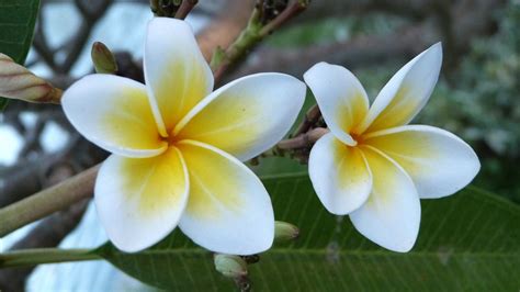 Bali Flowers Frangipani - Free photo on Pixabay - Pixabay