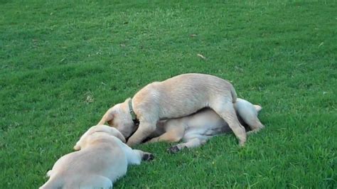 Yellow Lab Puppies Playing - YouTube