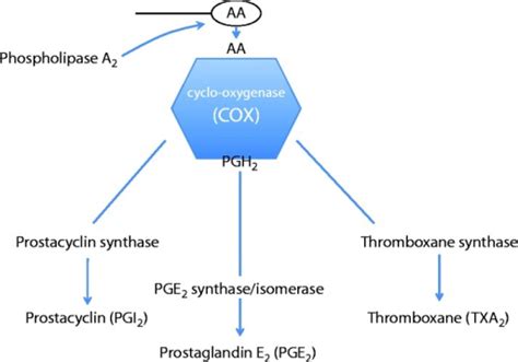 Synthesis of prostacyclin. Prostacyclin (PGI2) is synth | Open-i