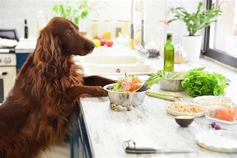 The Top 5 Benefits of Natural Organic Pet Food for Your Dog